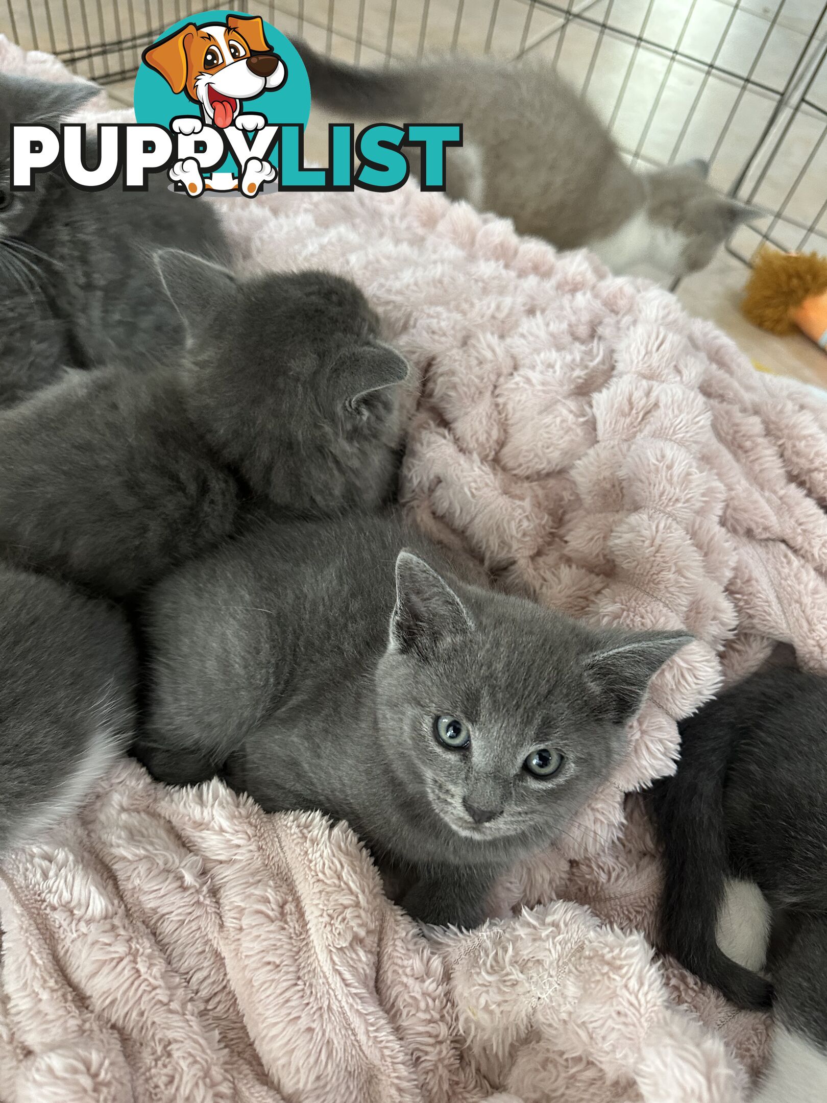 Ragdoll X Brazilian Short Haired kittens!!! Ready to go today! 7 weeks