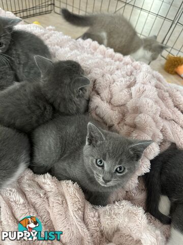 Ragdoll X Brazilian Short Haired kittens!!! Ready to go today! 7 weeks