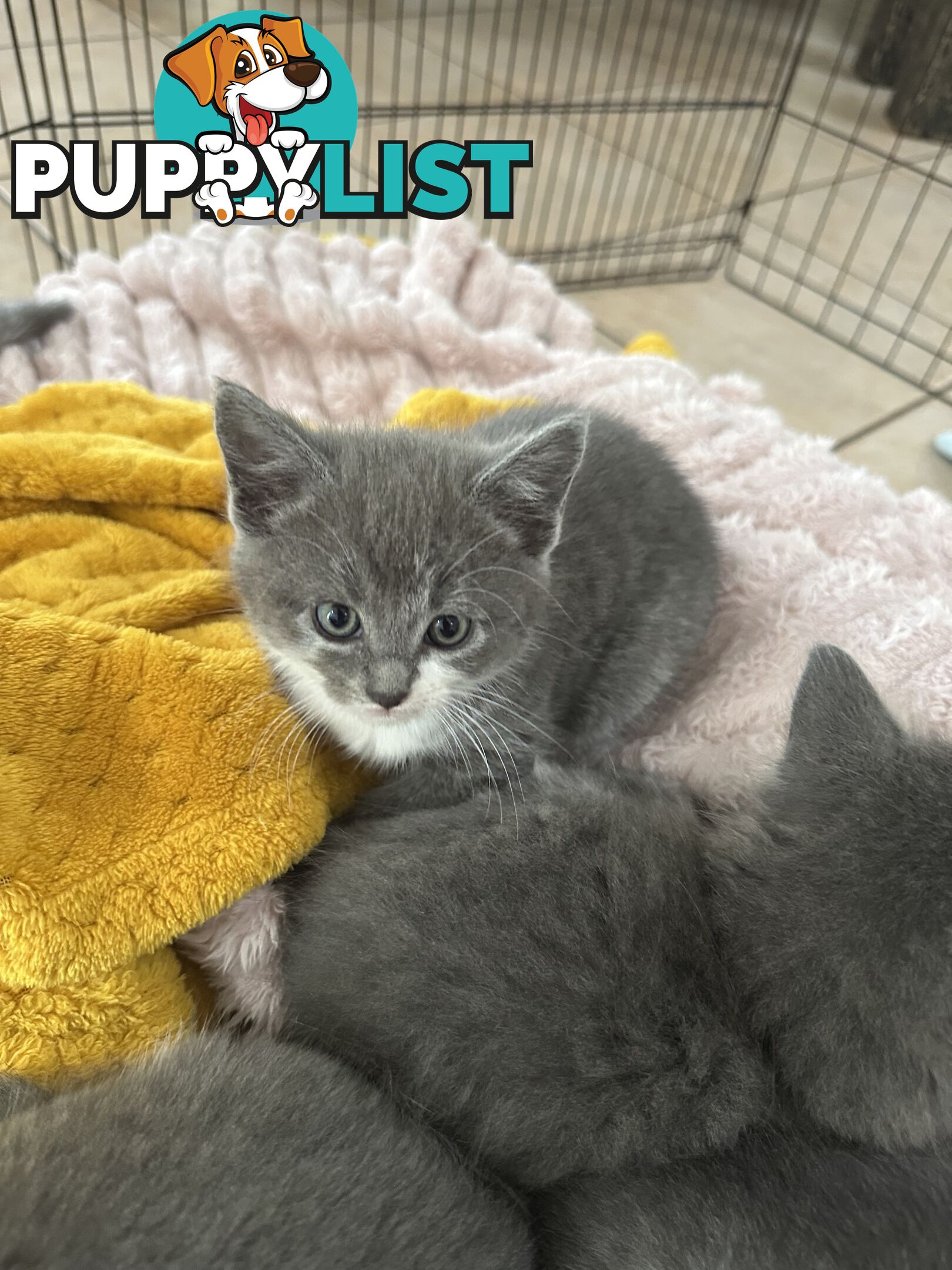 Ragdoll X Brazilian Short Haired kittens!!! Ready to go today! 7 weeks