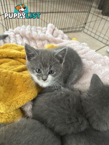 Ragdoll X Brazilian Short Haired kittens!!! Ready to go today! 7 weeks