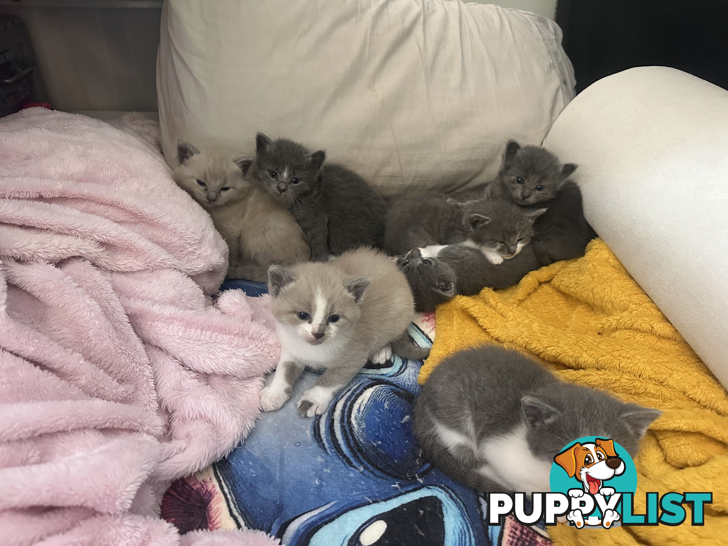 Ragdoll X Brazilian Short Haired kittens!!! Ready to go today! 7 weeks