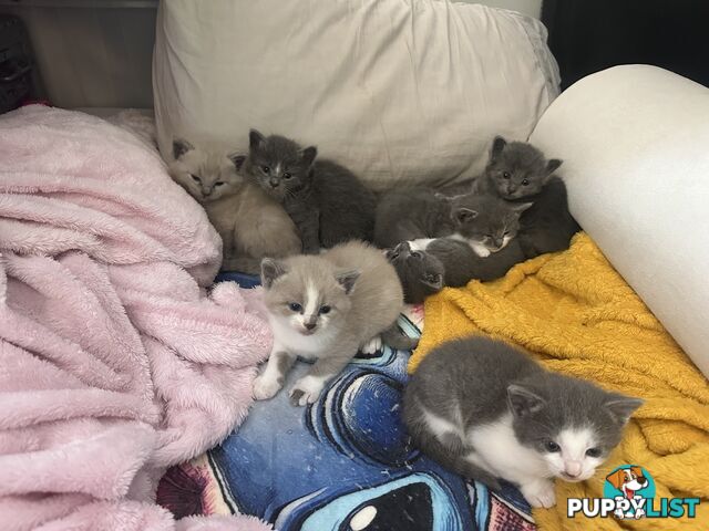 Ragdoll X Brazilian Short Haired kittens!!! Ready to go today! 7 weeks