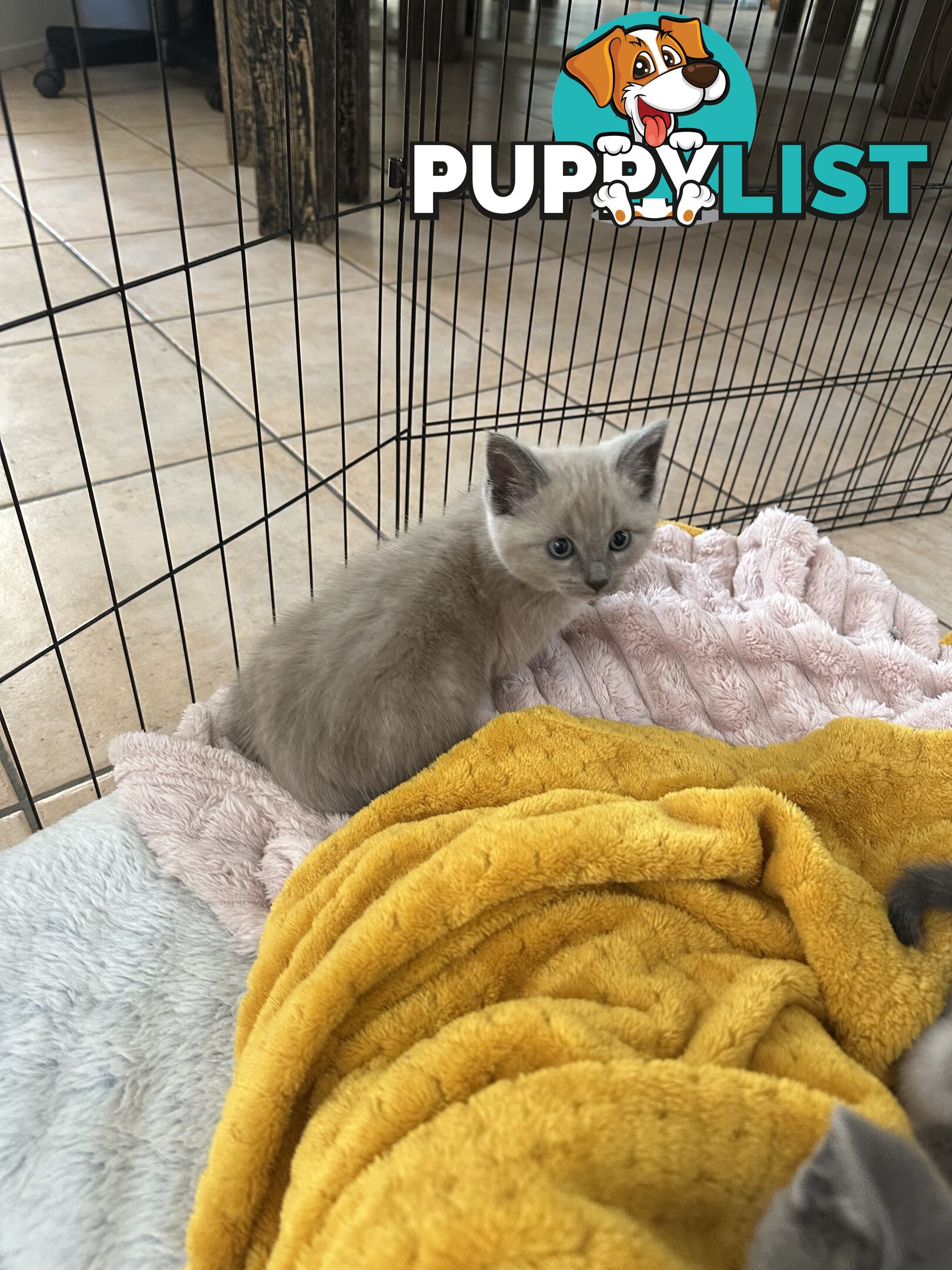 Ragdoll X Brazilian Short Haired kittens!!! Ready to go today! 7 weeks