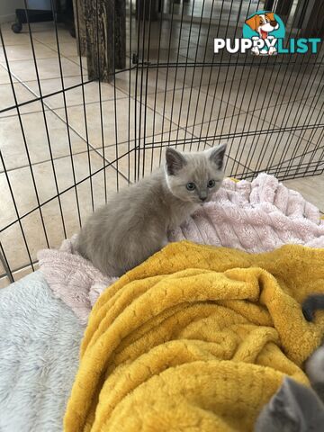 Ragdoll X Brazilian Short Haired kittens!!! Ready to go today! 7 weeks