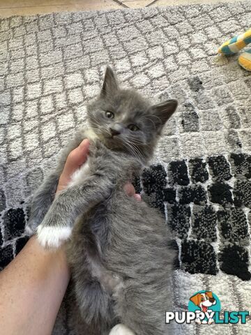 Ragdoll X Brazilian Short Haired kittens!!! Ready to go today! 7 weeks