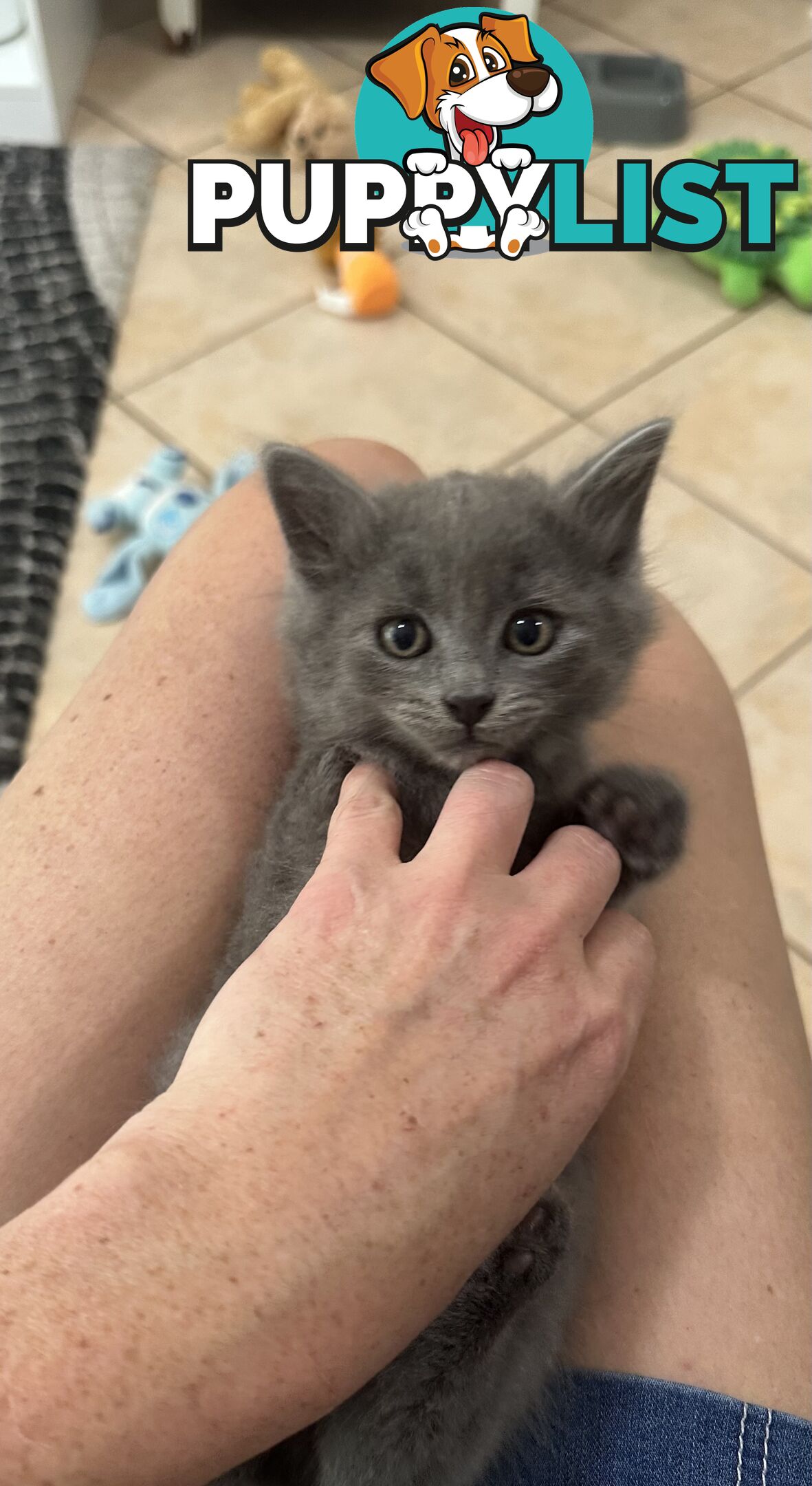 Ragdoll X Brazilian Short Haired kittens!!! Ready to go today! 7 weeks