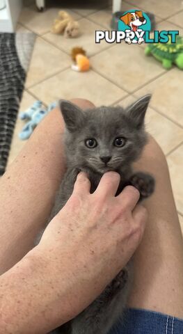 Ragdoll X Brazilian Short Haired kittens!!! Ready to go today! 7 weeks