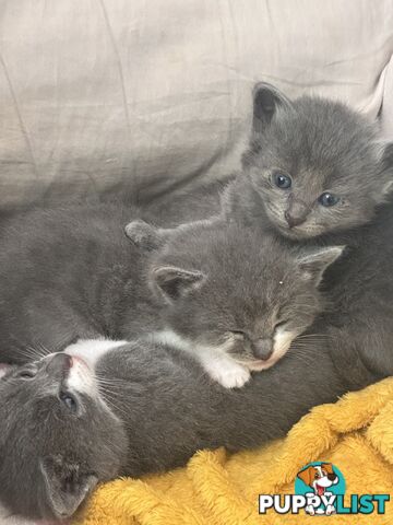 Ragdoll X Brazilian Short Haired kittens!!! Ready to go today! 7 weeks
