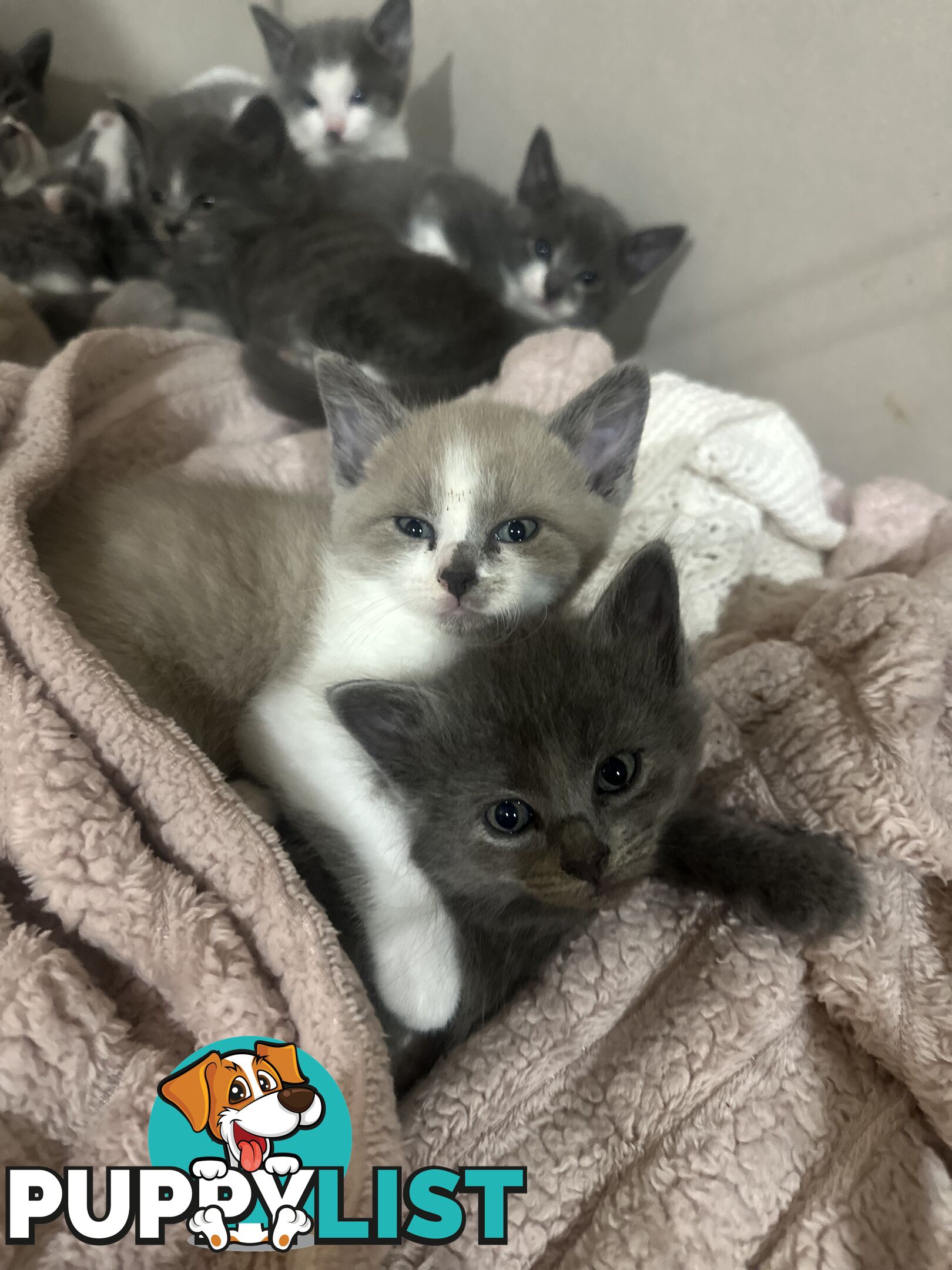 Ragdoll X Brazilian Short Haired kittens!!! Ready to go today! 7 weeks