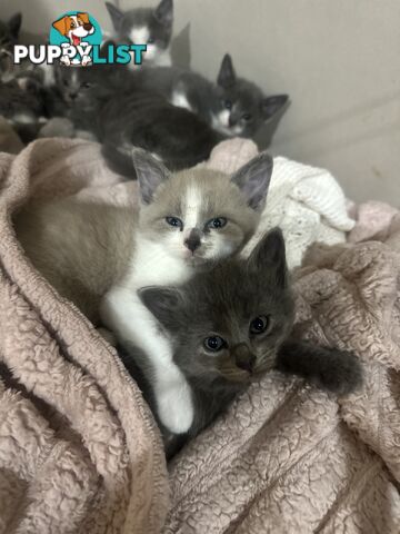 Ragdoll X Brazilian Short Haired kittens!!! Ready to go today! 7 weeks