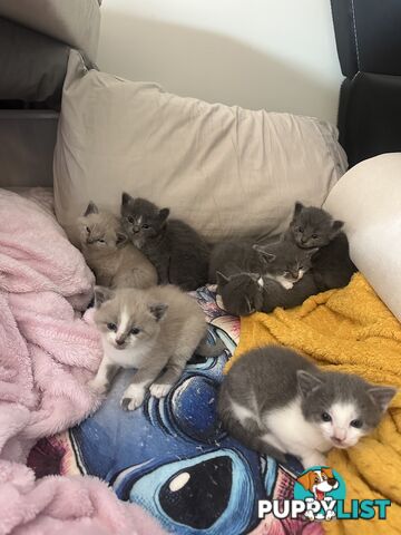 Ragdoll X Brazilian Short Haired kittens!!! Ready to go today! 7 weeks