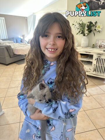 Ragdoll X Brazilian Short Haired kittens!!! Ready to go today! 7 weeks