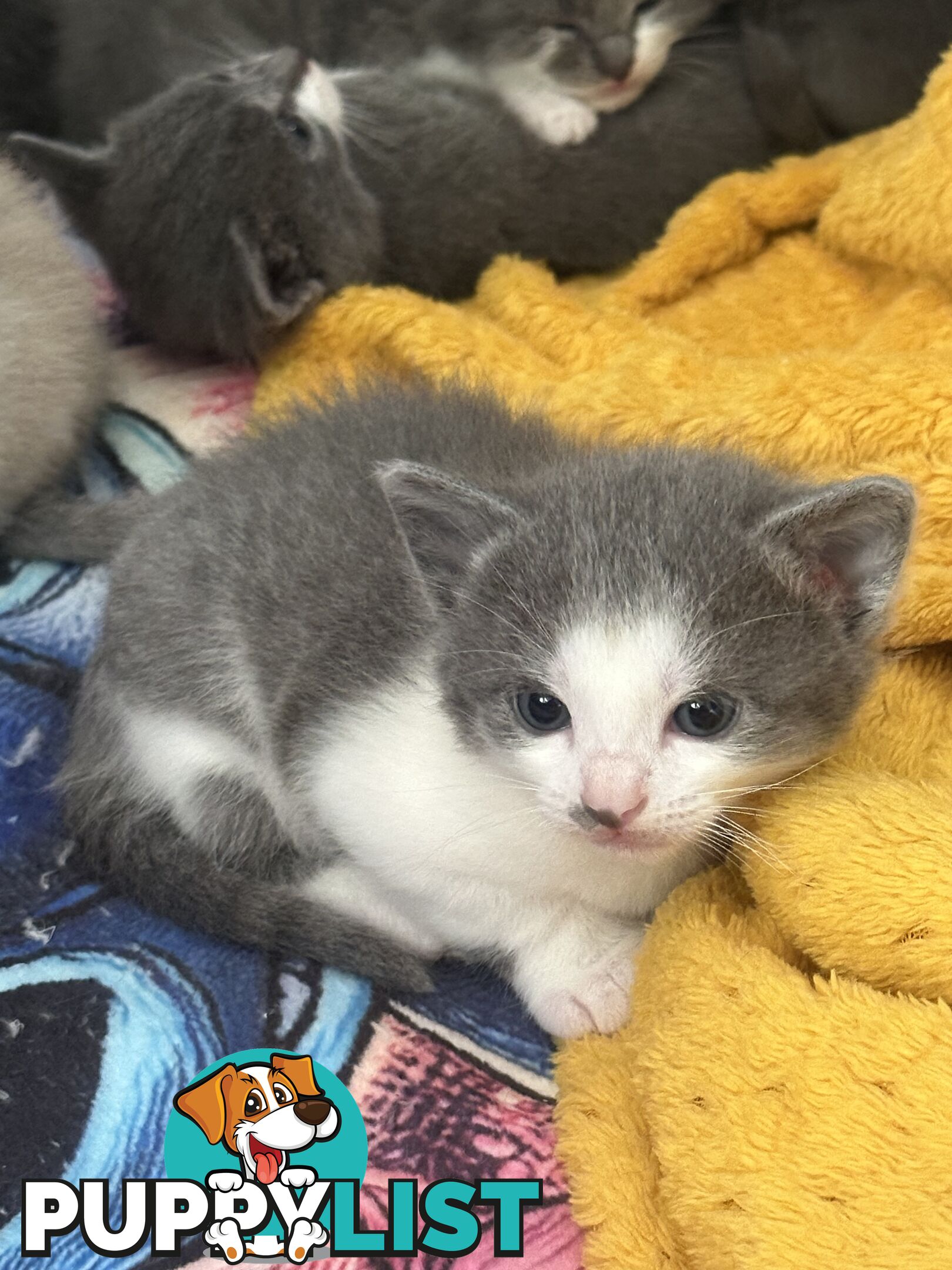 Ragdoll X Brazilian Short Haired kittens!!! Ready to go today! 7 weeks