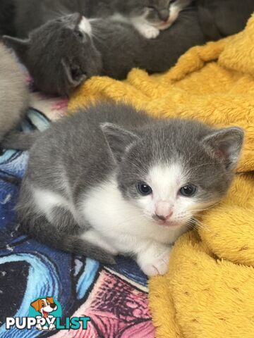 Ragdoll X Brazilian Short Haired kittens!!! Ready to go today! 7 weeks