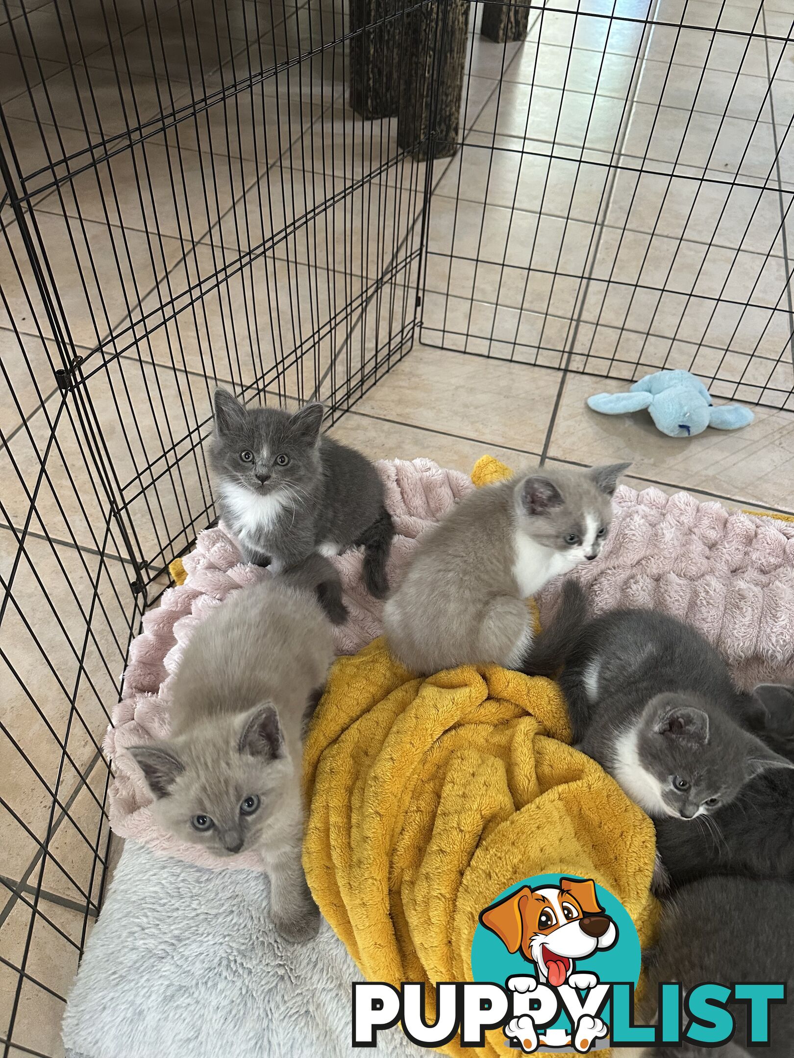 Ragdoll X Brazilian Short Haired kittens!!! Ready to go today! 7 weeks