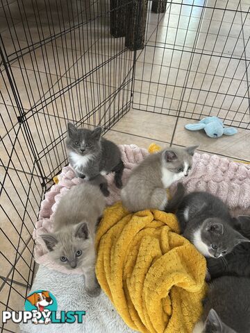 Ragdoll X Brazilian Short Haired kittens!!! Ready to go today! 7 weeks