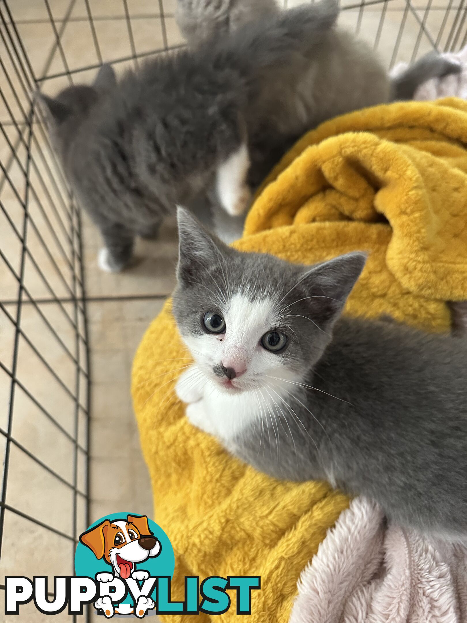 Ragdoll X Brazilian Short Haired kittens!!! Ready to go today! 7 weeks