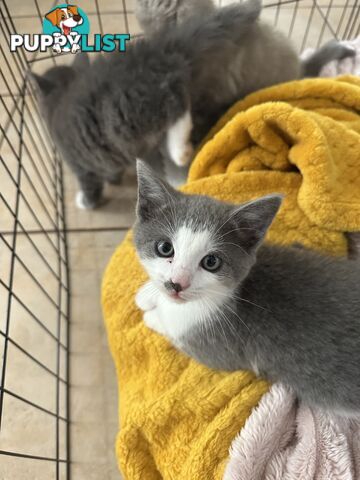 Ragdoll X Brazilian Short Haired kittens!!! Ready to go today! 7 weeks