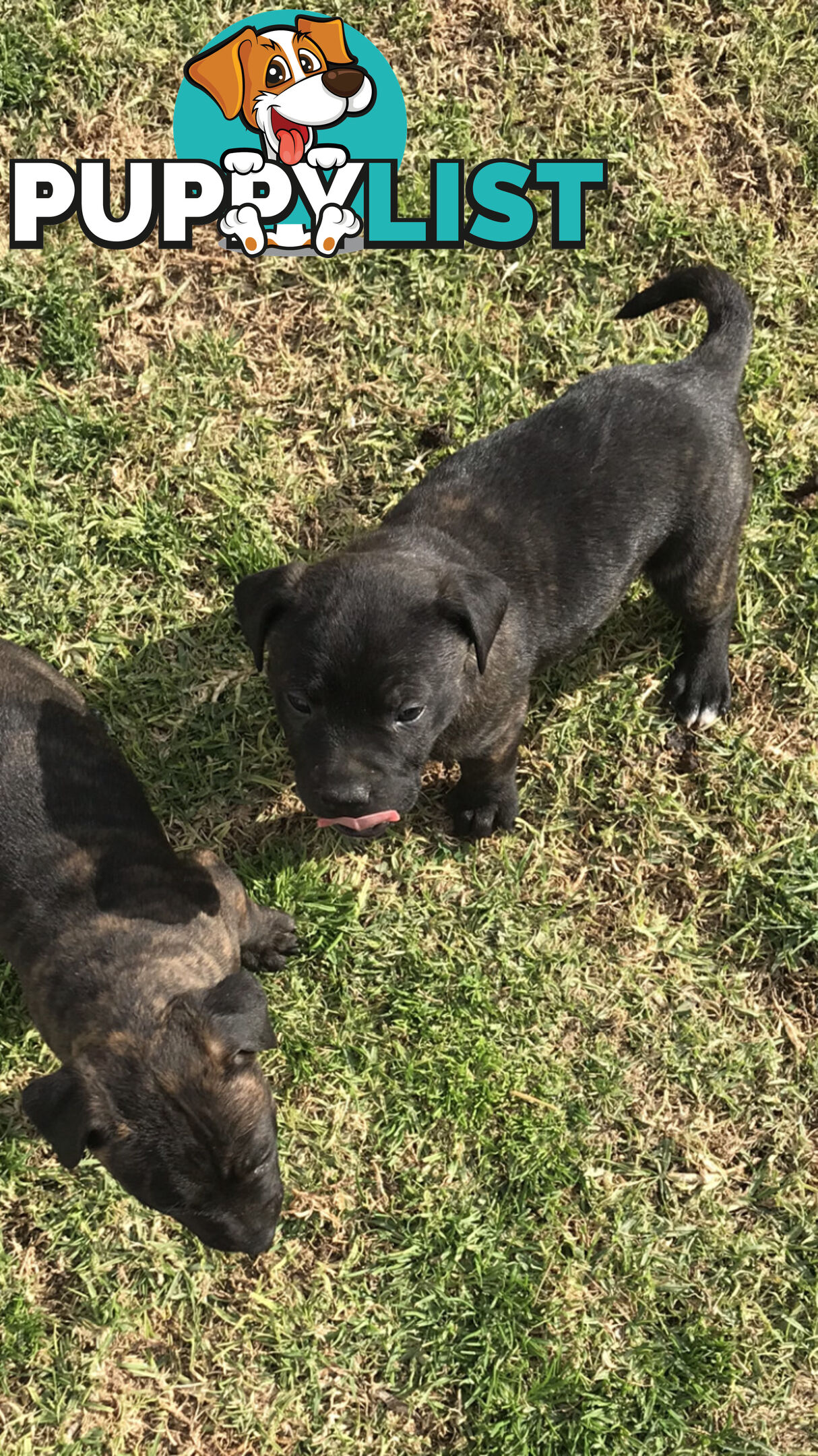 Male Staffy pup