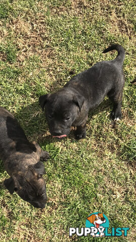 Male Staffy pup