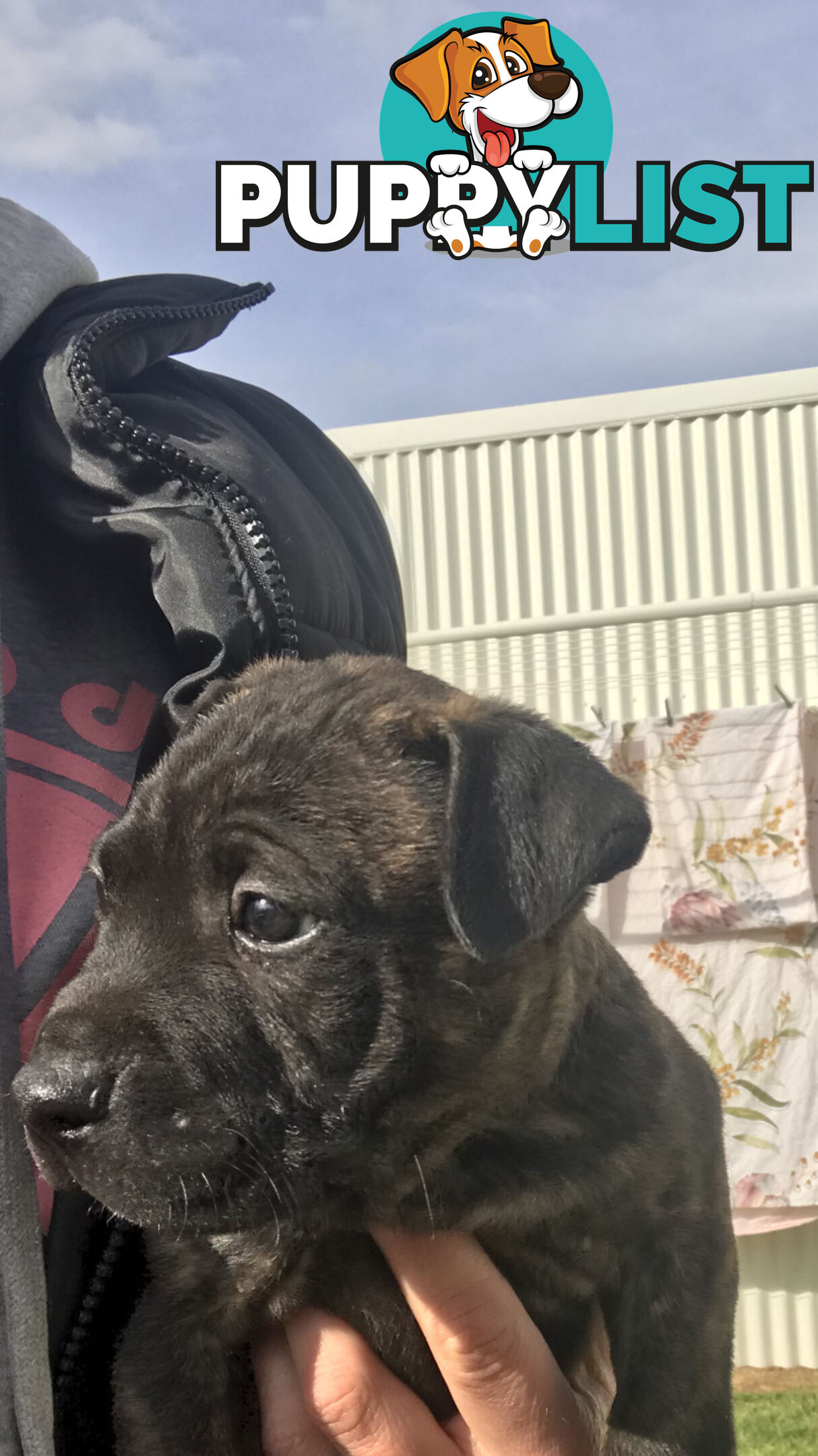 Male Staffy pup