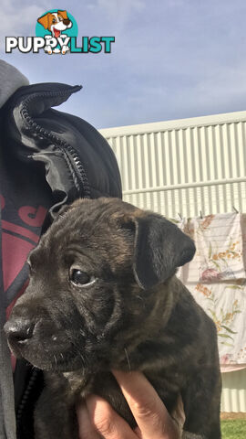 Male Staffy pup