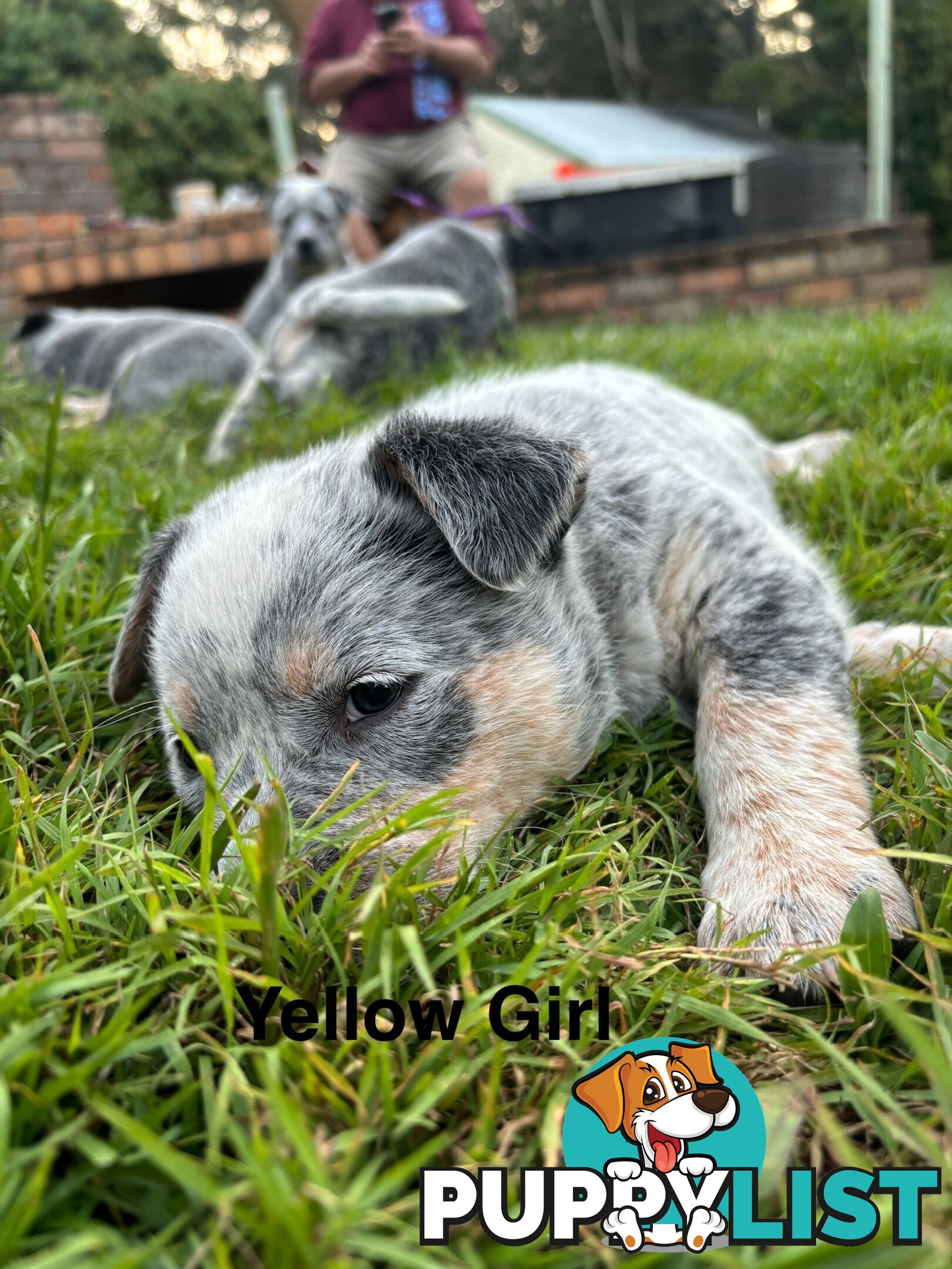 Blue Cattle Dog Pups