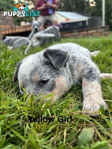 Blue Cattle Dog Pups