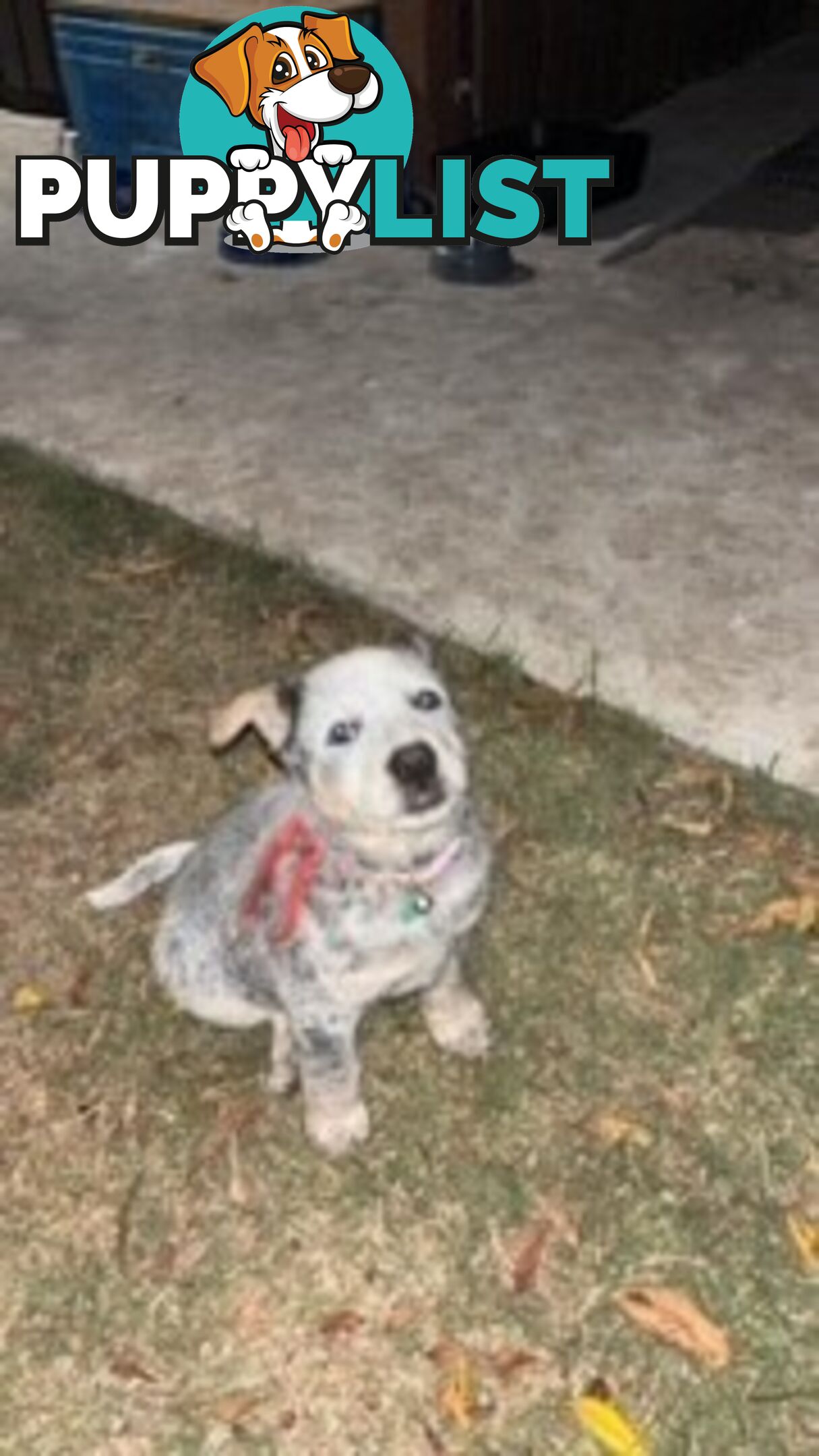 Blue Cattle Dog Pups