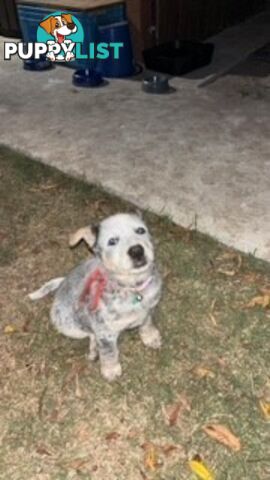 Blue Cattle Dog Pups