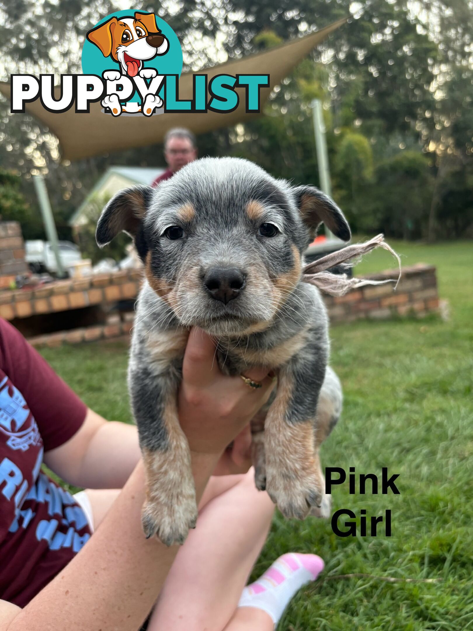 Blue Cattle Dog Pups