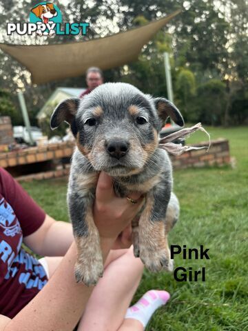 Blue Cattle Dog Pups