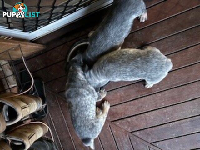 Blue Cattle Dog Pups