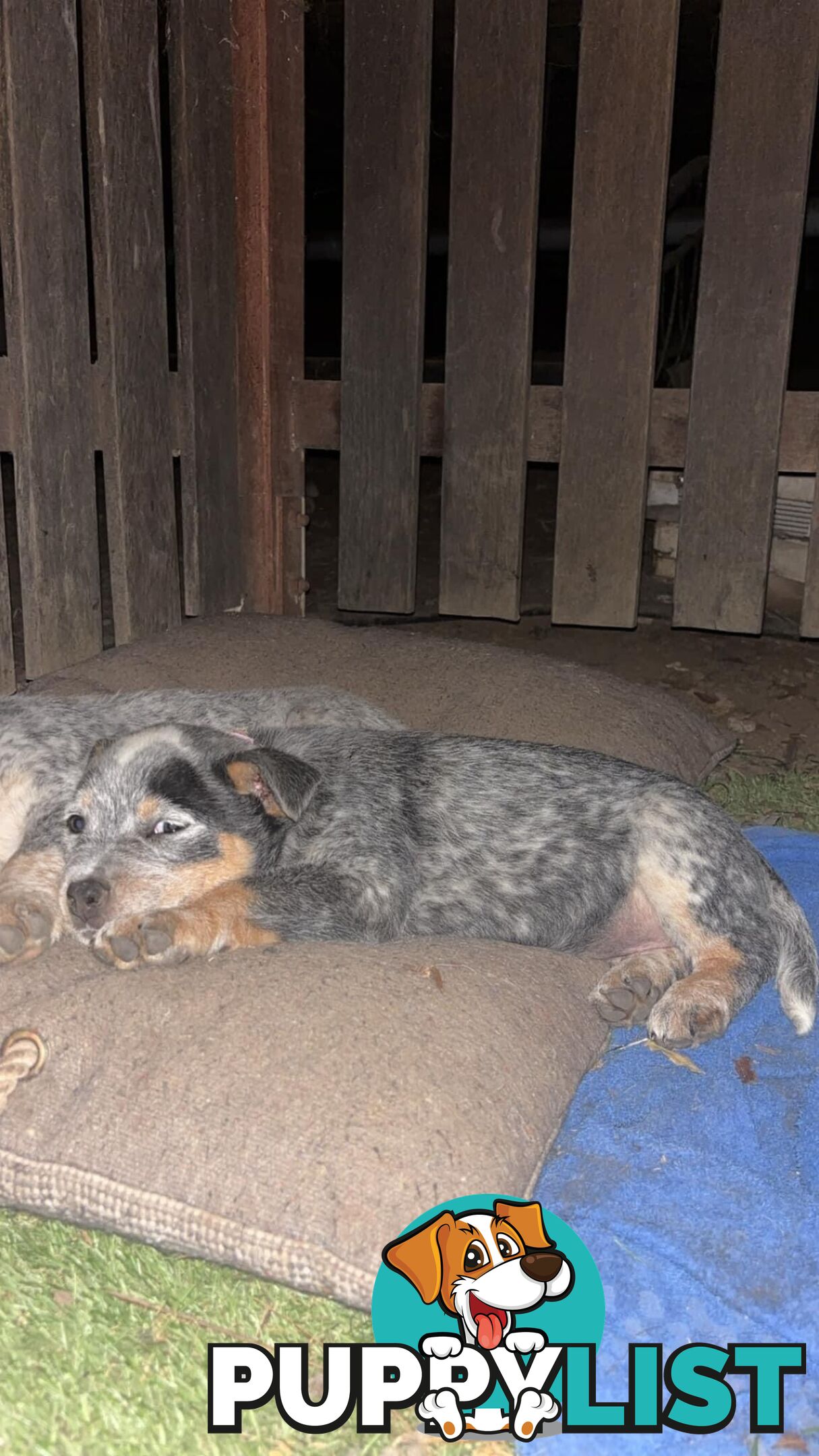 Blue Cattle Dog Pups