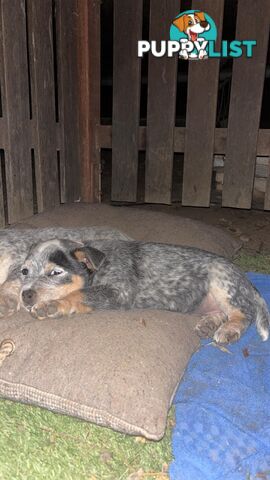 Blue Cattle Dog Pups