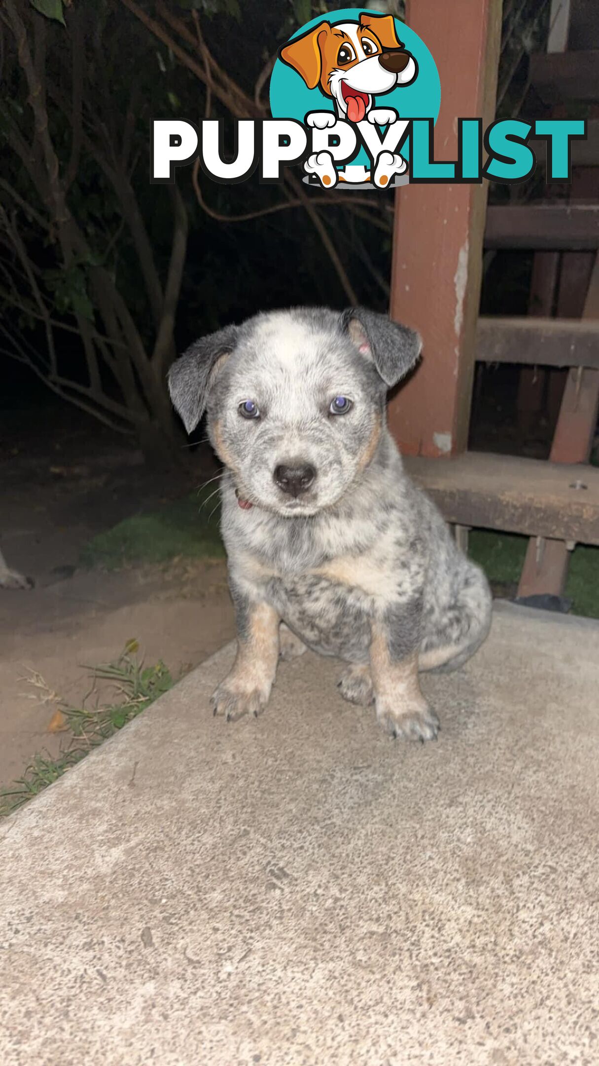 Blue Cattle Dog Pups