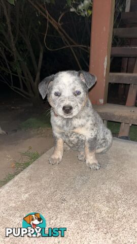 Blue Cattle Dog Pups