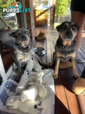 Blue Cattle Dog Pups