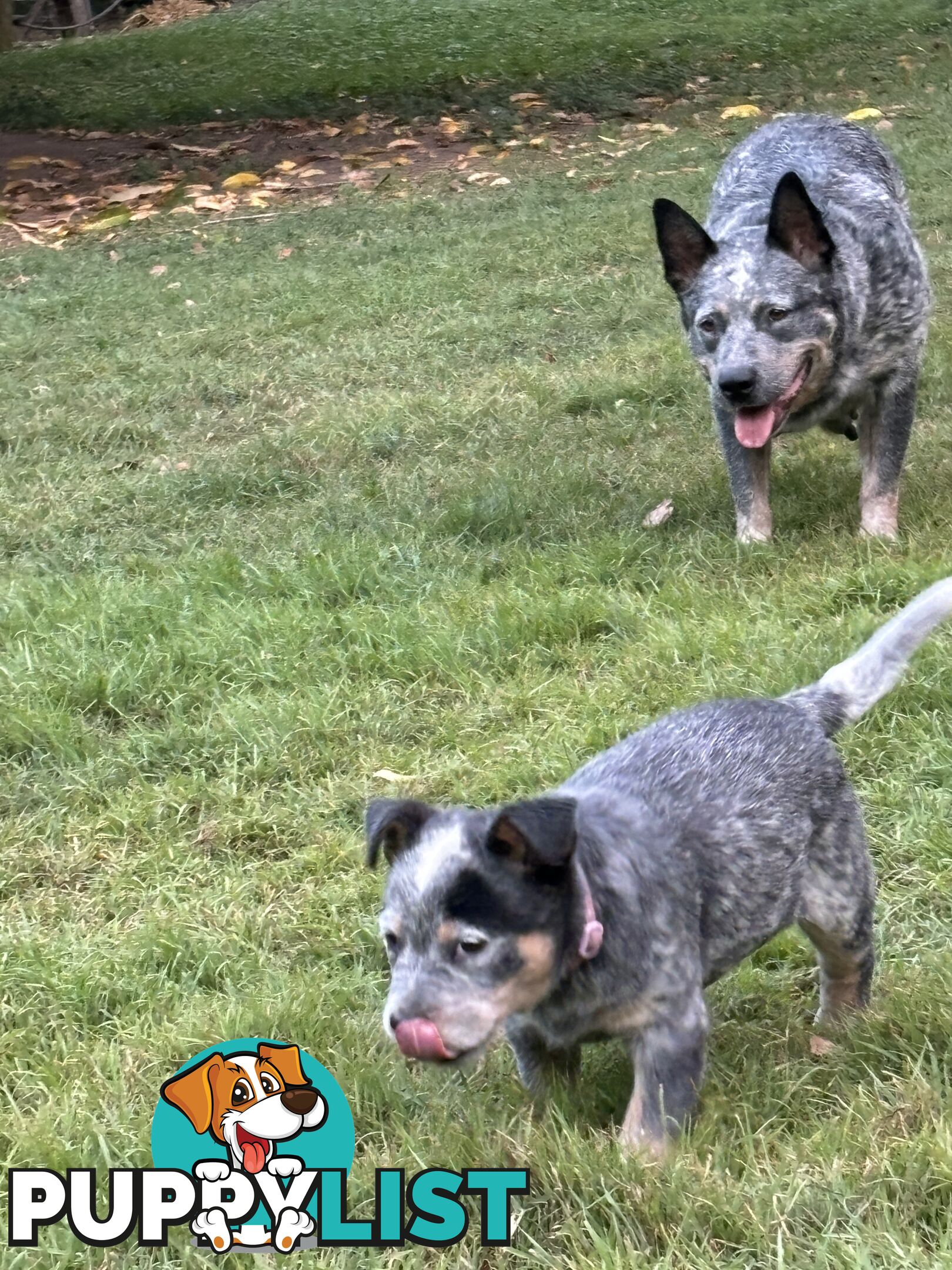 Blue Cattle Dog Pups