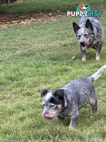 Blue Cattle Dog Pups