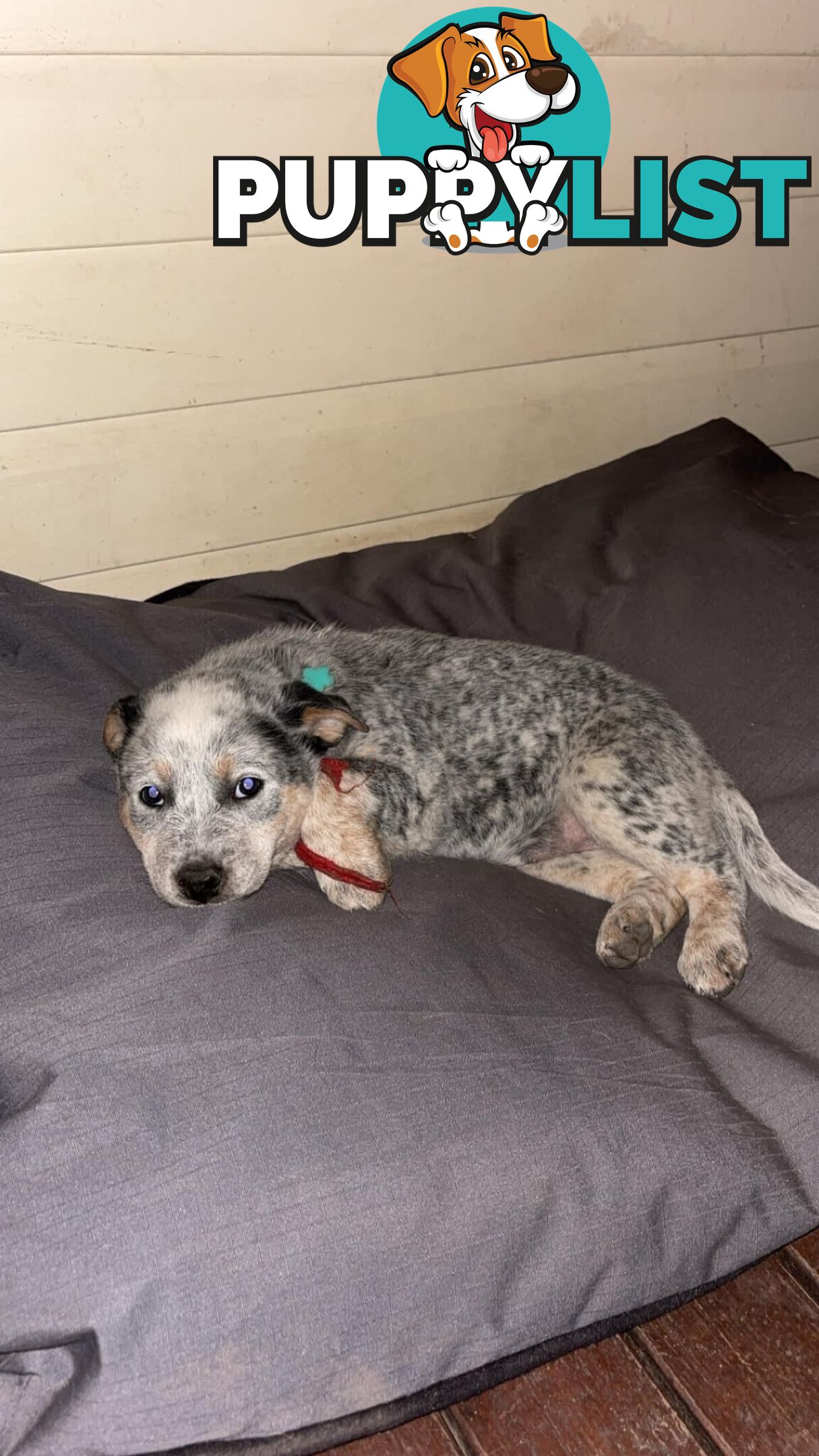 Blue Cattle Dog Pups