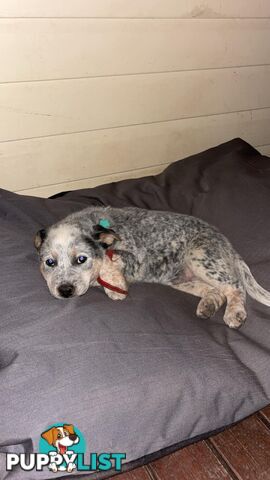 Blue Cattle Dog Pups