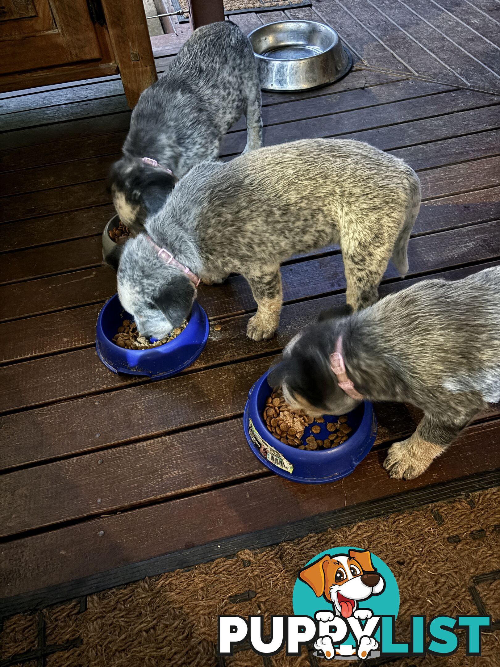 Blue Cattle Dog Pups