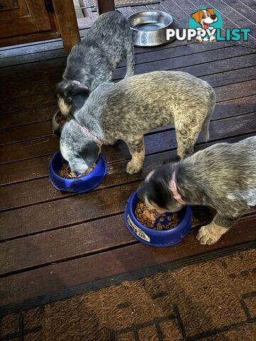 Blue Cattle Dog Pups