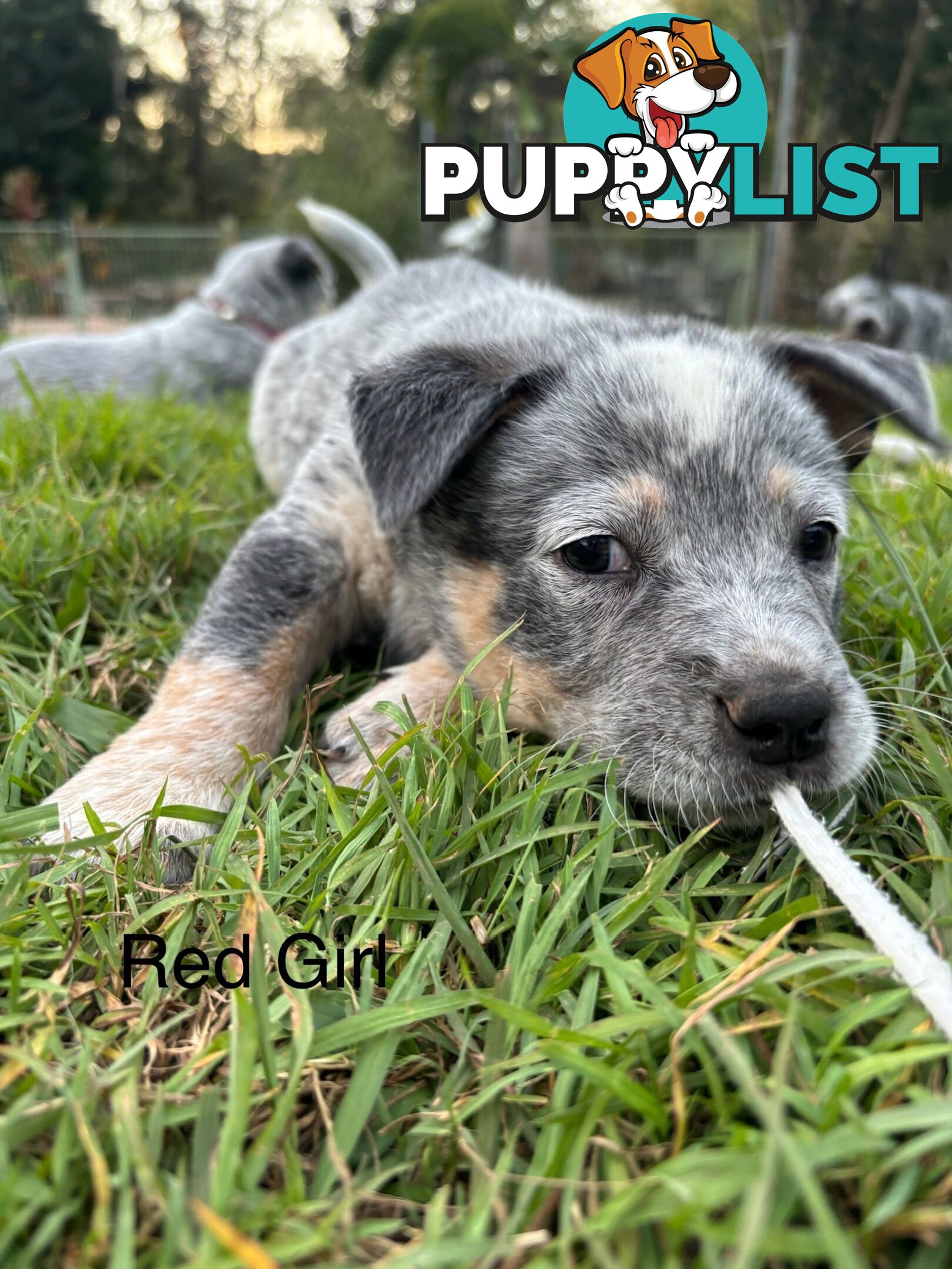 Blue Cattle Dog Pups