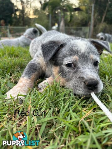 Blue Cattle Dog Pups