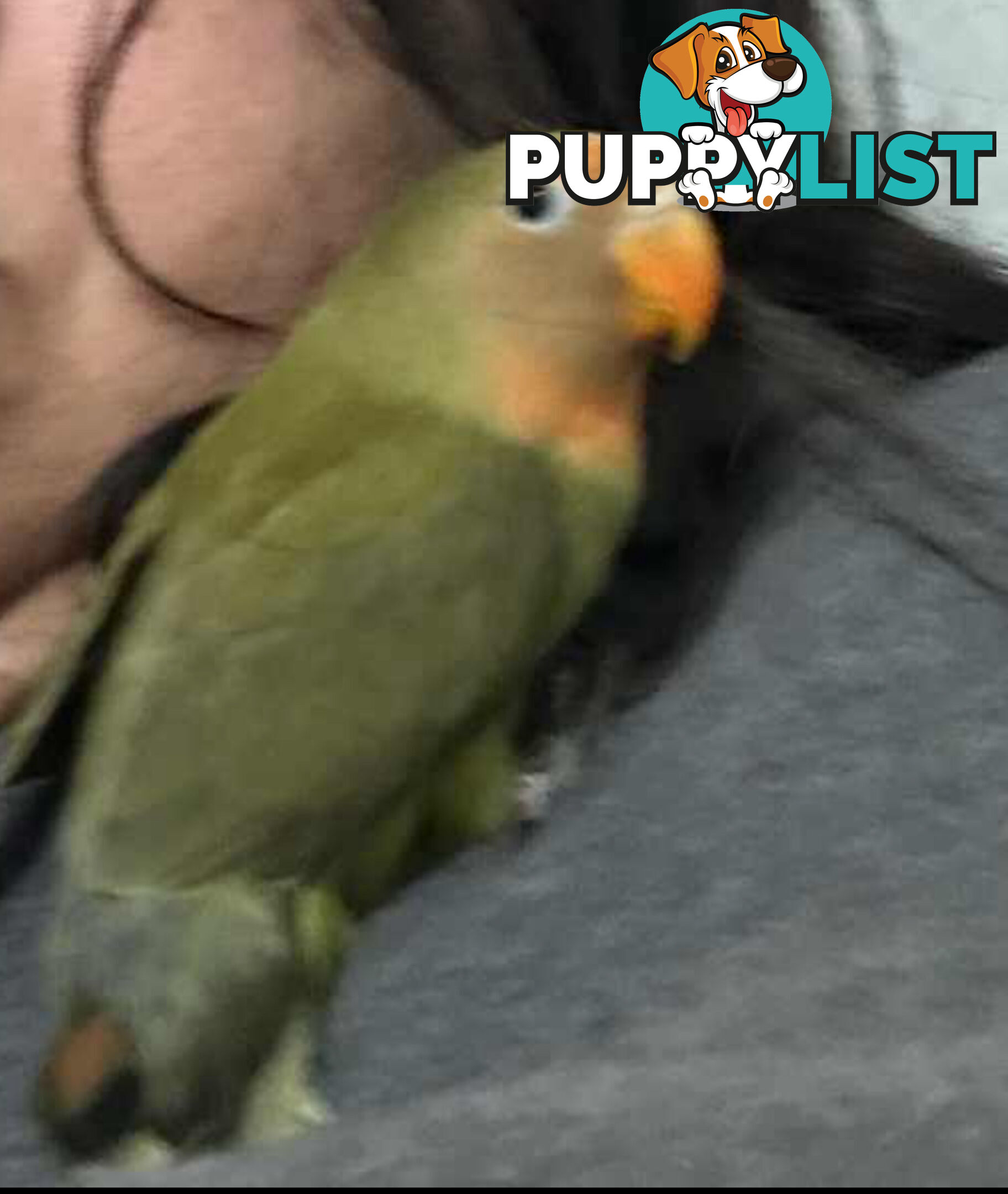 Lovebird Pet Buddy