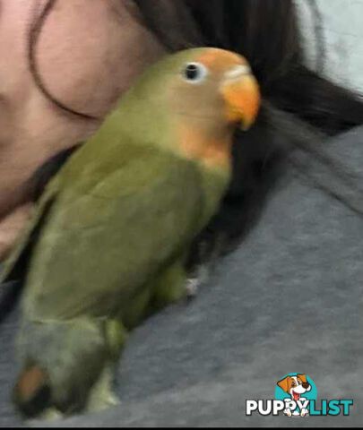 Lovebird Pet Buddy