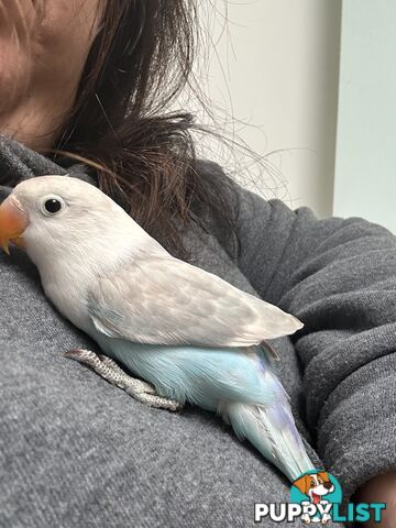 Lovebird Pet Buddy