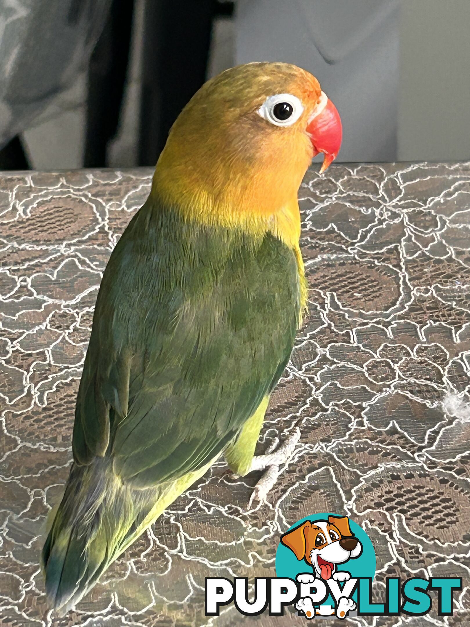 Lovebird Pet Buddy